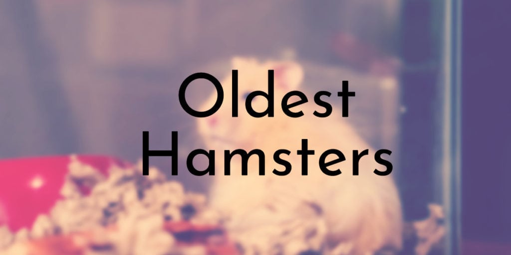 Oldest Hamsters