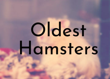 Oldest Hamsters