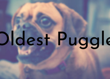 Oldest Puggles