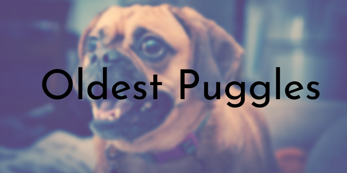 8 of the Oldest Known Puggles Ever