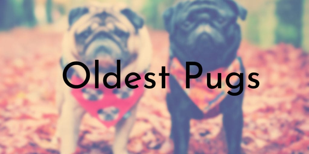 Oldest Pugs