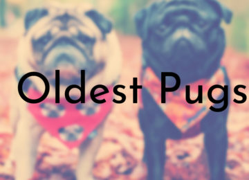 Oldest Pugs