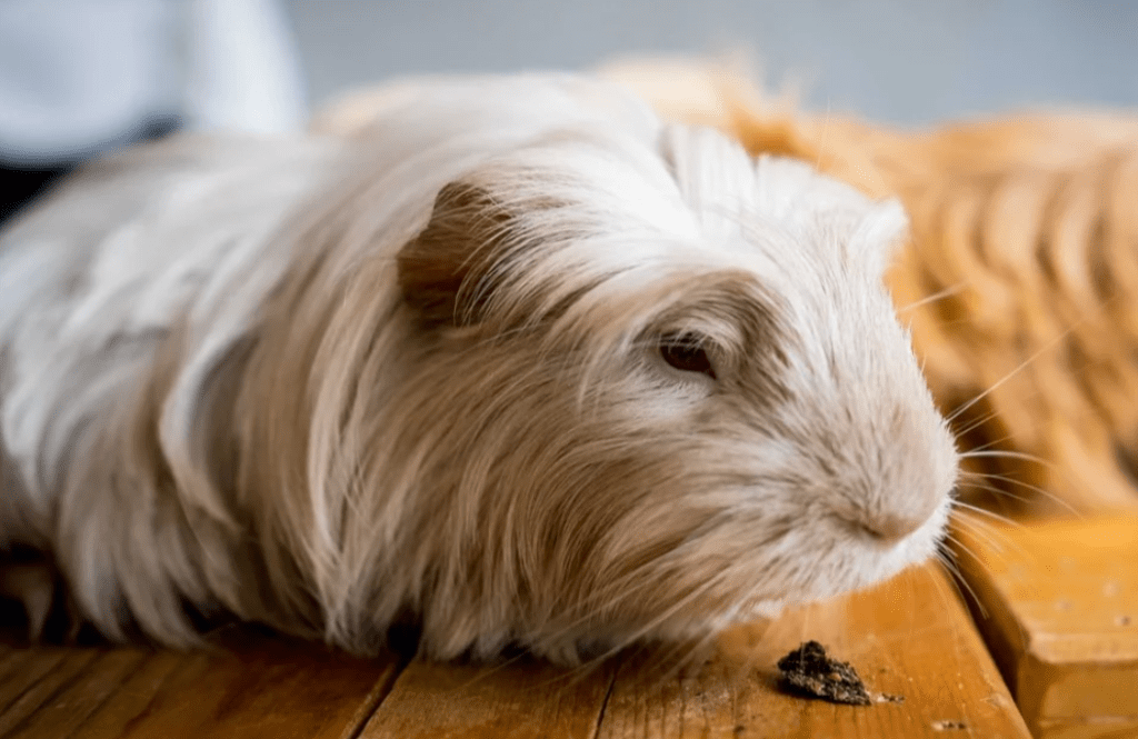 The Oldest Hamsters to Ever Live - A-Z Animals