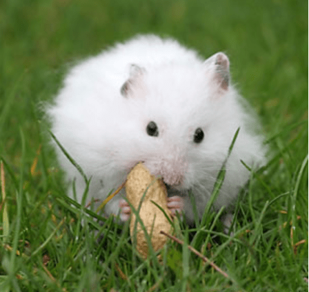 8 Oldest Hamsters to Ever Live 