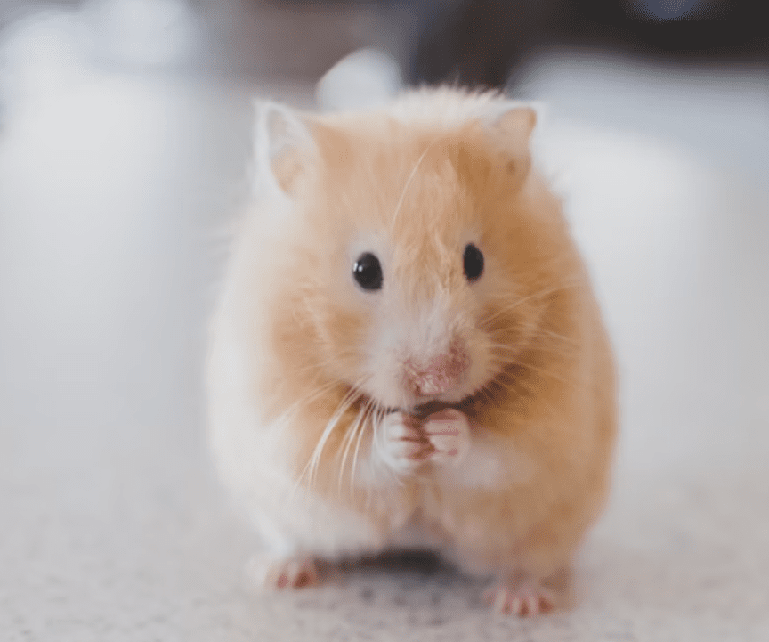 8 Oldest Hamsters to Ever Live 