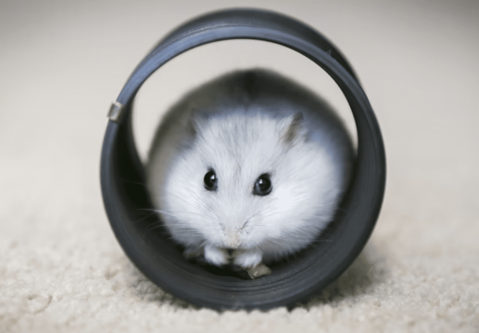 8 Oldest Hamsters to Ever Live 