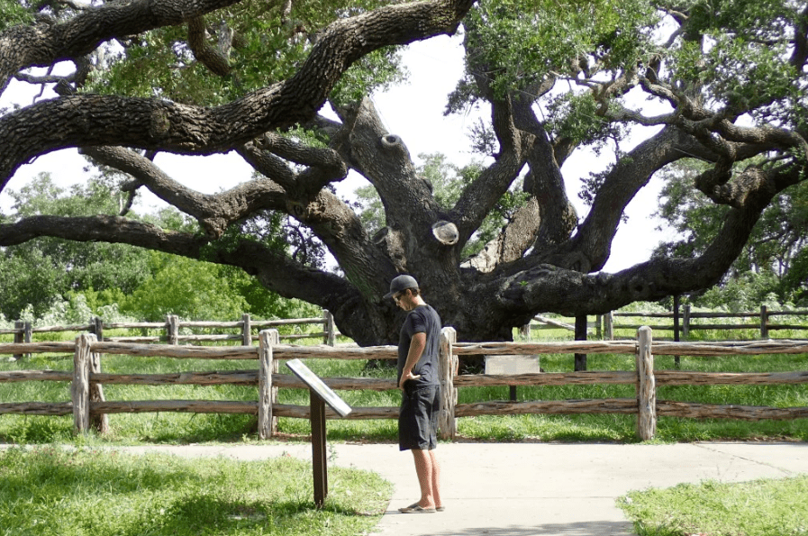 The Big Tree