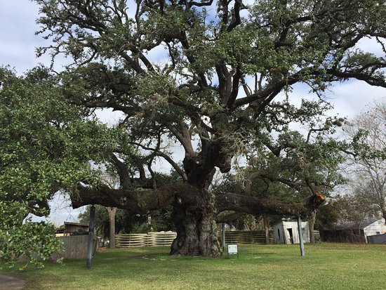 Columbus Oak