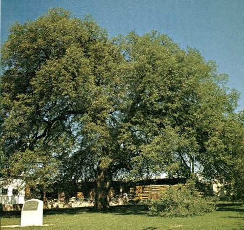 The Treaty Oak