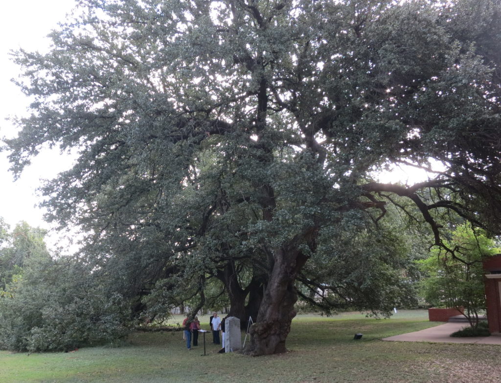 The Waco Oak
