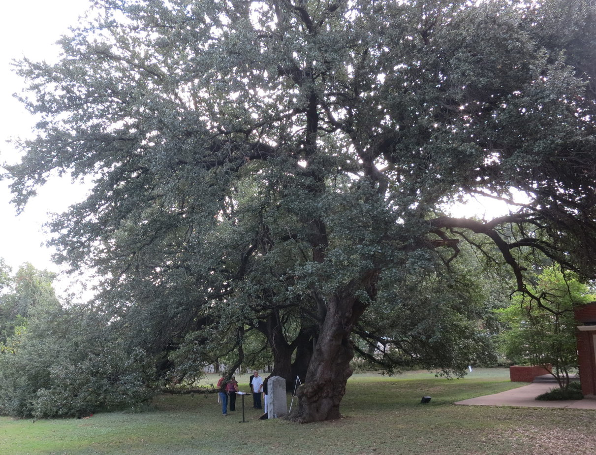9 Oldest Trees in Texas