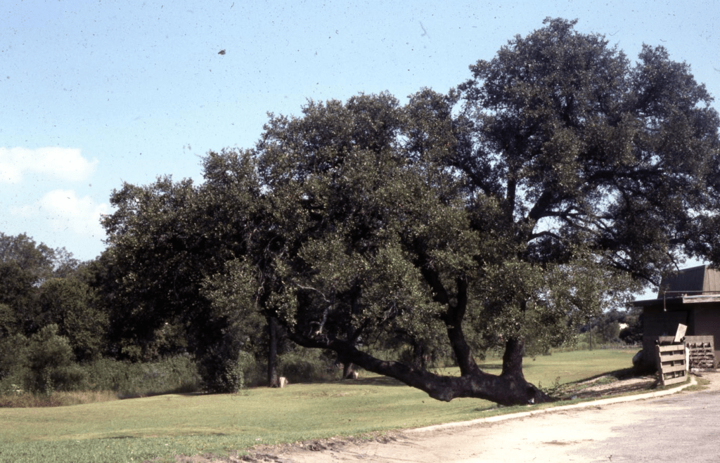 Indian Marker Oak