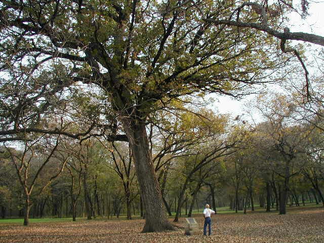 Bur Oak