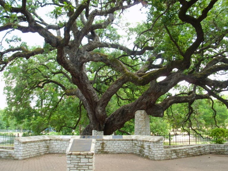 9 Oldest Trees in Texas