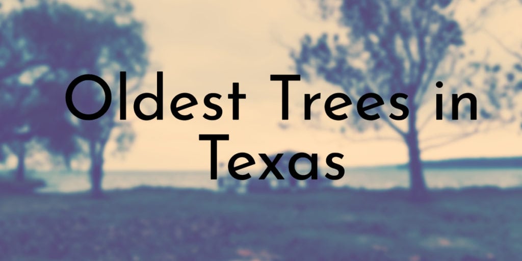 Oldest Trees in Texas