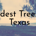 Oldest Trees in Texas