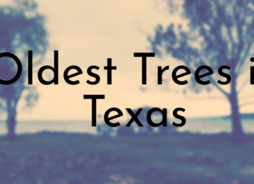 Oldest Trees in Texas