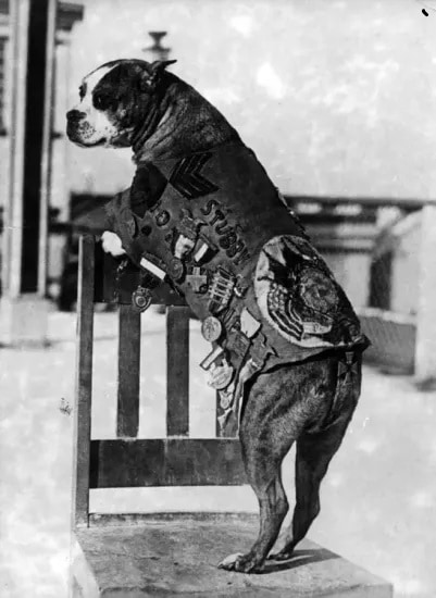 Sergeant Stubby