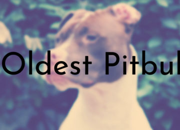 Oldest Pitbull