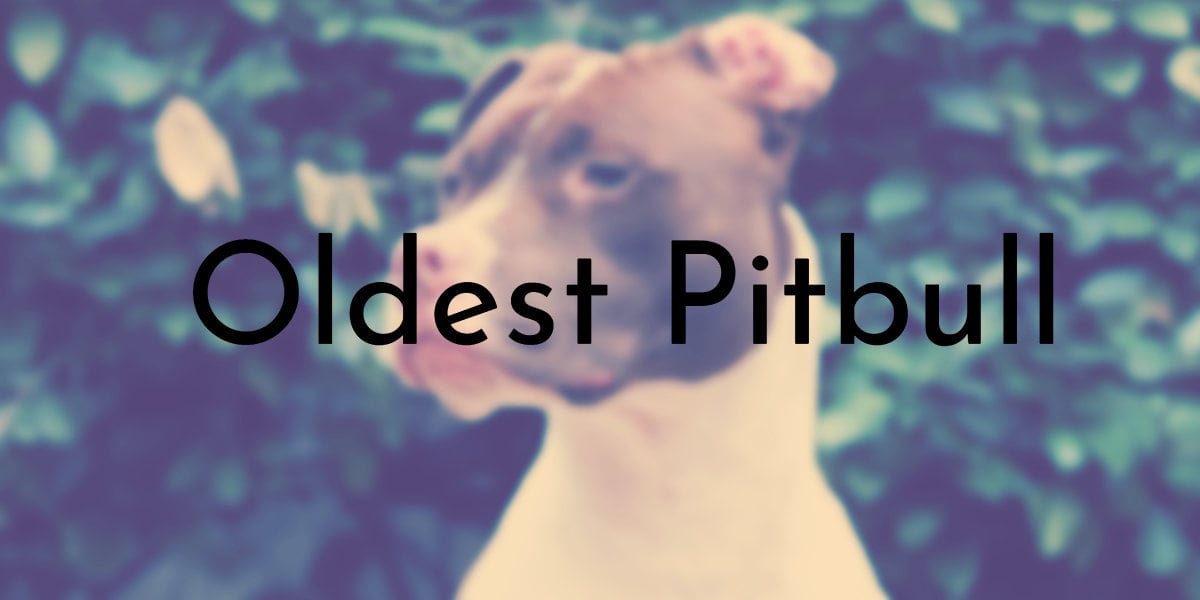 Oldest Pitbull