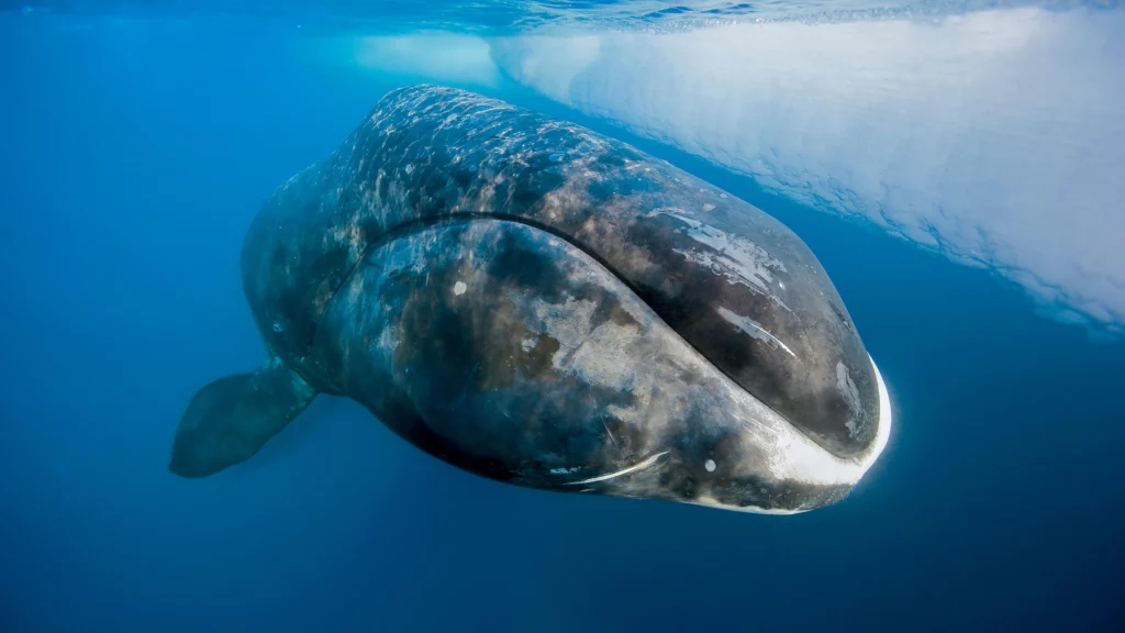 Bowhead whale