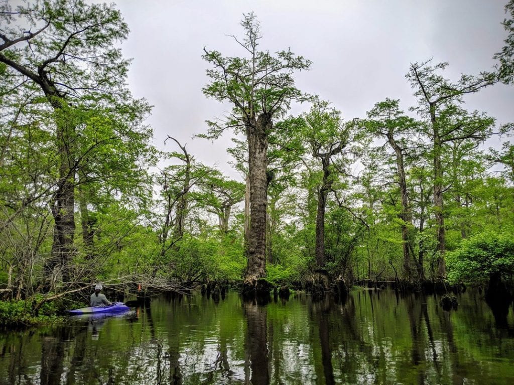 Bald Cypress