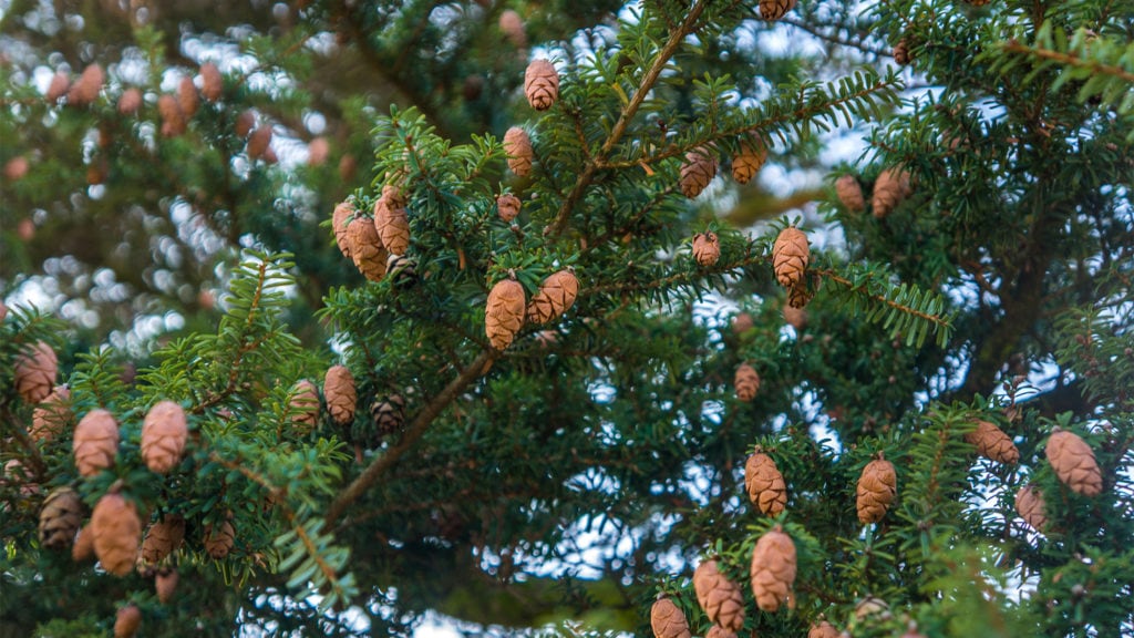 Eastern Hemlock