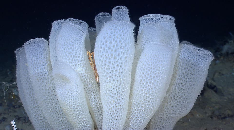 Glass sponge