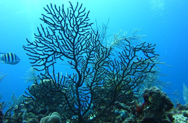 Black coral