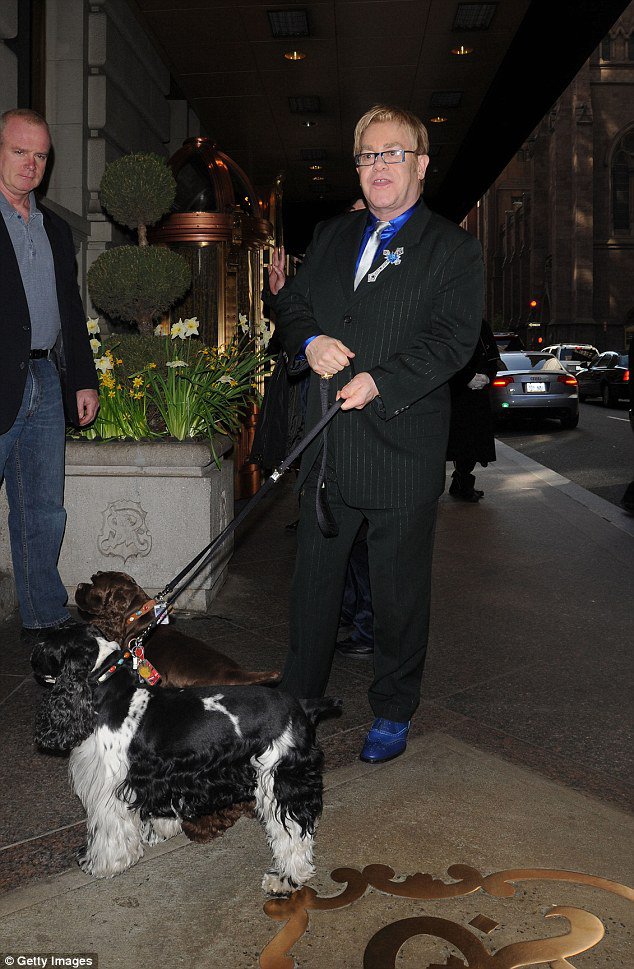 9 Oldest Cocker Spaniels Ever Lived Oldest