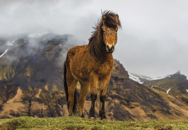 Icelandic Horse