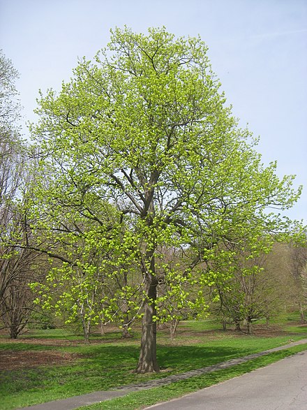 Tilia Americana