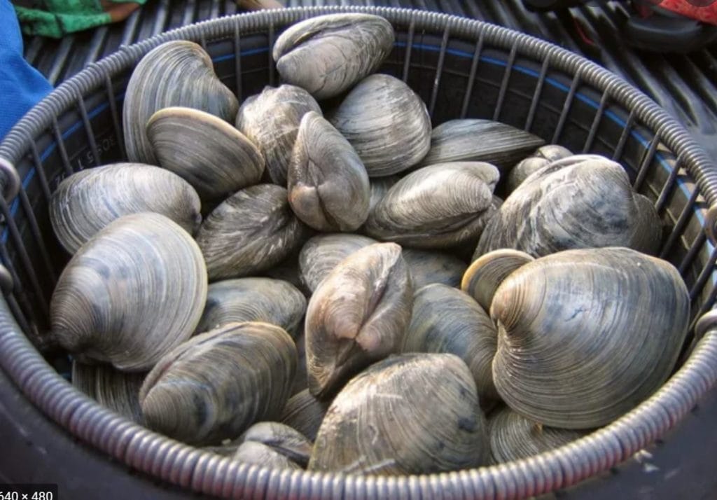 Ocean quahog clam