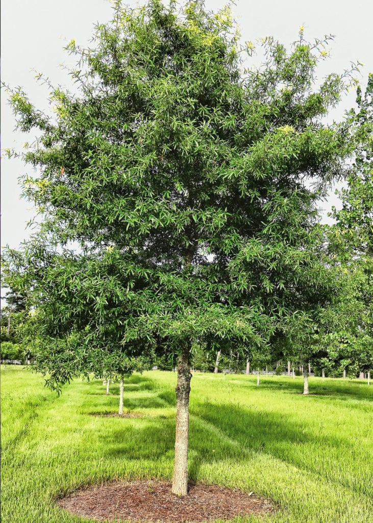 Willow Oak