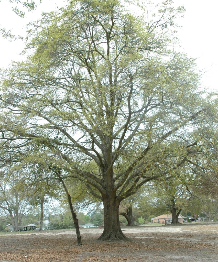 Darlington Oak