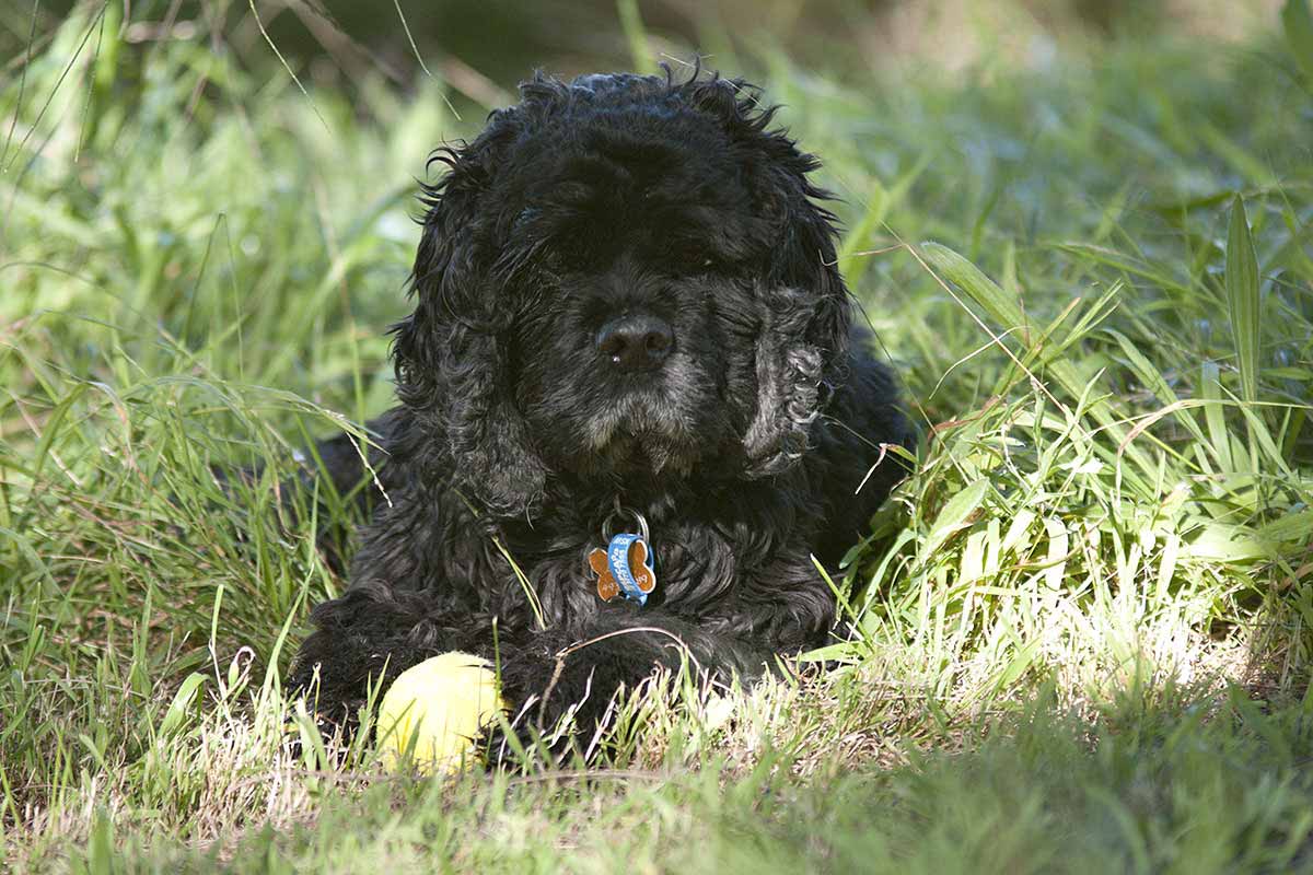 9 Oldest Cocker Spaniels Ever Lived - Oldest.org