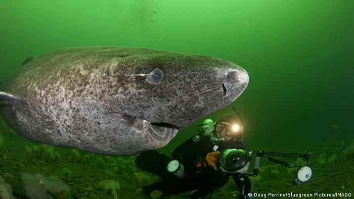 Greenland shark