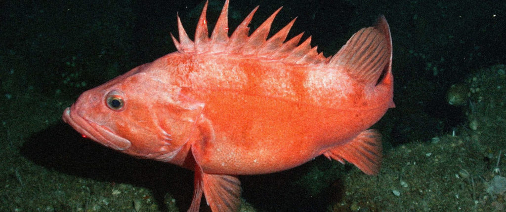 Rougheye rockfish