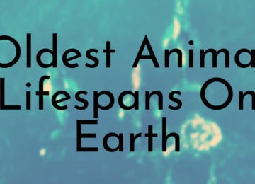Oldest Animal Lifespans On Earth