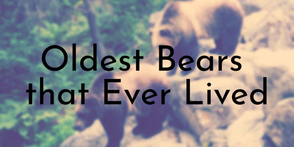 Oldest Bears that Ever Lived
