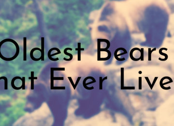 Oldest Bears that Ever Lived