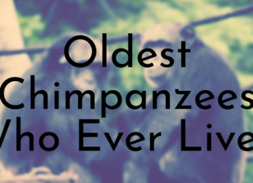 Oldest Chimpanzees Who Ever Lived