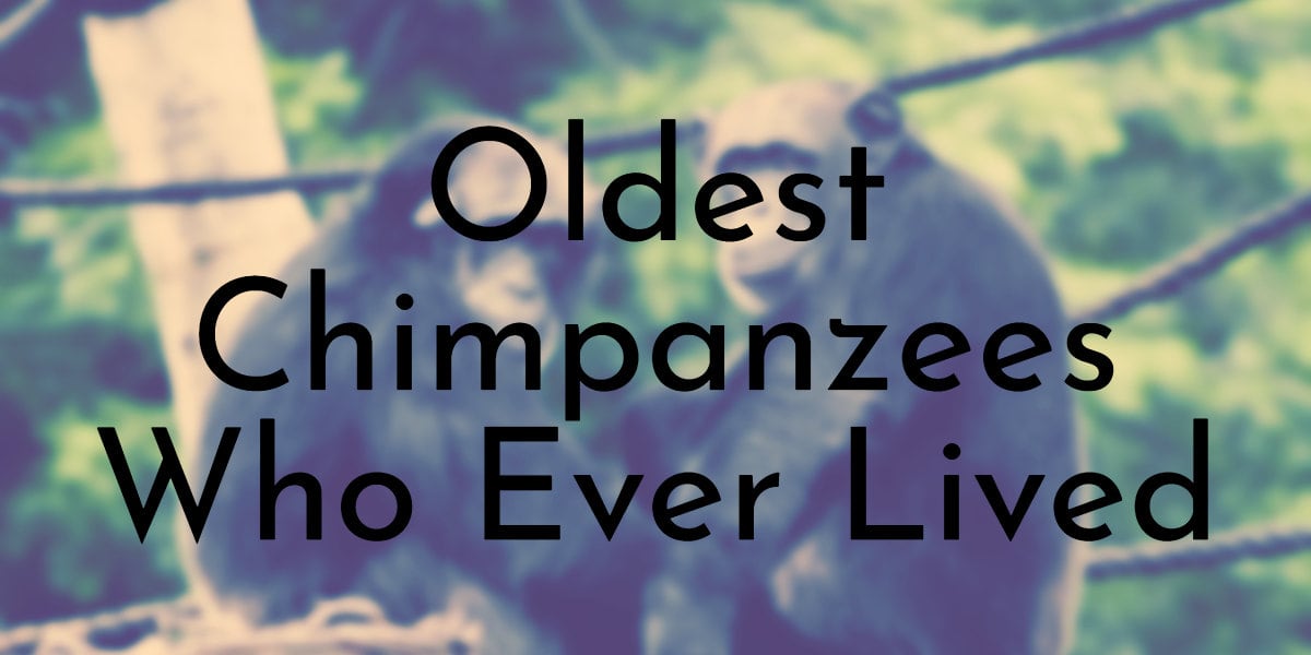 Oldest Chimpanzees Who Ever Lived