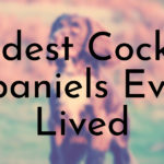 Oldest Cocker Spaniels Ever Lived