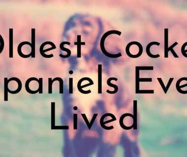 Oldest Cocker Spaniels Ever Lived