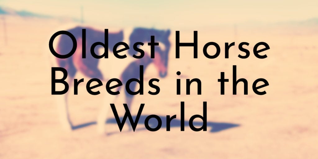 Oldest Horse Breeds in the World
