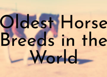 Oldest Horse Breeds in the World
