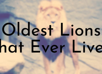 Oldest Lions That Ever Lived