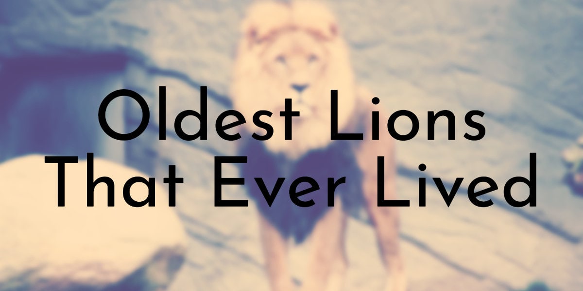 Oldest Lions That Ever Lived