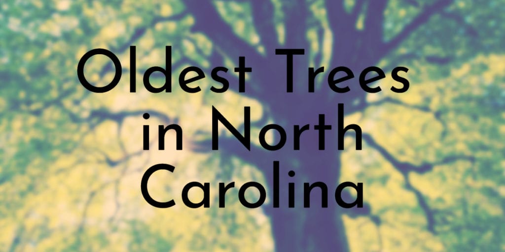 Oldest Trees in North Carolina